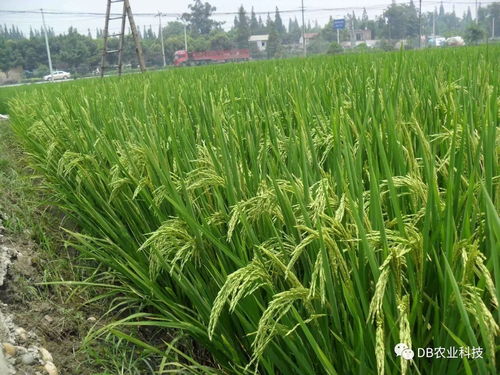 國(guó)家農(nóng)作物品種審定委員會(huì)主要農(nóng)作物品種審定標(biāo)準(zhǔn)修改解讀及其對(duì)水果種植的影響