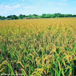 農(nóng)作物圖片在水果種植中的應(yīng)用與價(jià)值