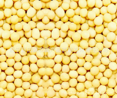 批發(fā)精選大豆 無(wú)污染、營(yíng)養(yǎng)豐富的健康選擇