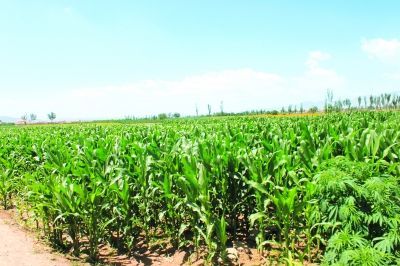 景泰縣國土資源工作紀實 沃土育佳果，科技興農譜新篇