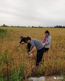 筑牢源頭防線，臨渭區扎實推進農產品產地土壤環境與水果種植安全監測