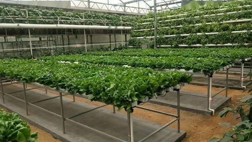 無土栽培 健康之選還是風險之虞？