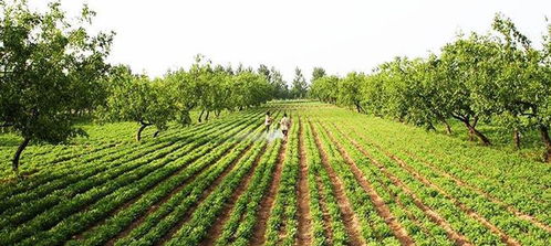 春節后迎種植熱潮，三大蔬菜作物市場前景廣闊