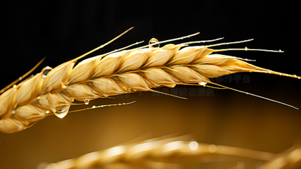 農作物廣告素材寶庫 海量圖片免費下載，助力農業營銷